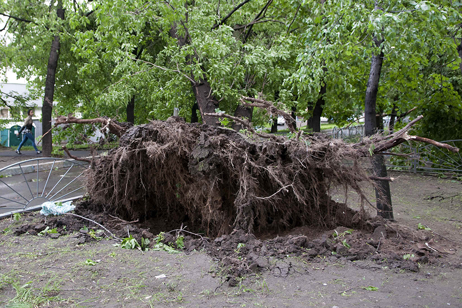 Последствия урагана в раменском районе. Ураган в Москве 1998. Шторм в Москве. Фруктовый сад после урагана.