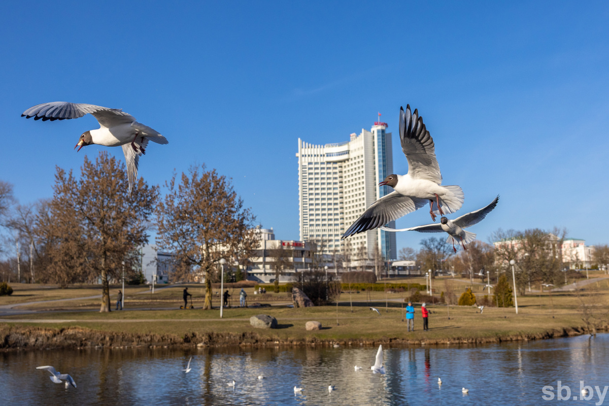 Солнечная минская. Чайка на Москва реке. Минск солнце. Город солнца Минск. Чайка летит.