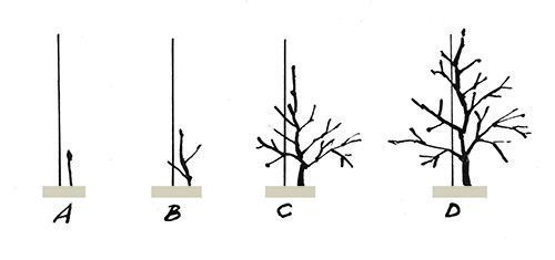 Обрезка яблони веретено схема