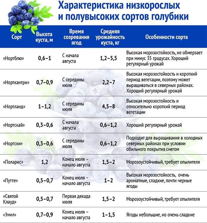 Свойства сорта. Сроки созревания голубики таблица. Урожайность голубики с куста по годам. Сроки цветения голубики. Таблица цветения голубики.