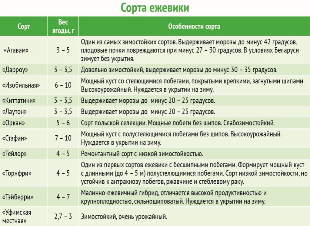 Таблица сортов. Сравнительная характеристика сортов ежевики. Сорта ежевики таблица. Сорта ежевики без шипов таблица. Сроки созревания сортов ежевики.