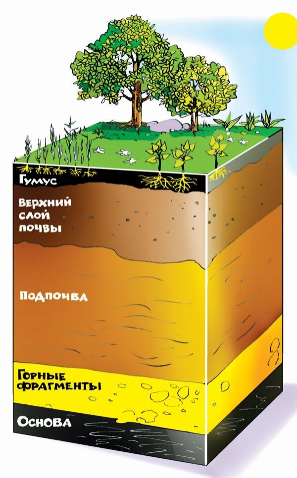 Почвенный горизонт