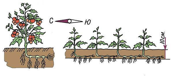 Как посадить помидоры лежа