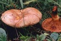  C начала года в стране зафиксировано 39 случаев отравления грибами. 
Пострадавшие употребляли в пищу консервированные и сушеные условно съедобные и ядовитые грибы, которые в большинстве случаев имели сходство с грибами съедобными, а также собранные смор