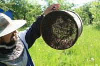 Спасти белорусский урожай помогут пчёлы