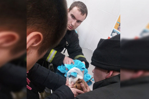 В Минске спасатели помогли щенку, застрявшему в металлической вешалке