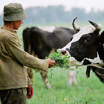 Корова – не декоративное животное