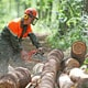 Президент потребовал обеспечить уровень лесопользования по стандартам передовых стран и запретить экспорт необработанной древесины с 2016 года 