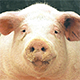Почему Правительство обещает услышать просьбу жителей витебщины разрешить сельчанам содержать свиней