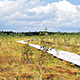 На болоте Большой Мох в республиканском ландшафтном заказнике «Ельня» открылась экологическая тропа