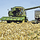 Массовую уборку кукурузы на зерно ведут хозяйства республики