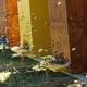 Подростки украли у пчеловода $14 тыс. прямо из улья