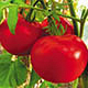 Как вырастить крупные томаты