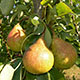 Груша — вторая по значимости после яблони плодовая культура
