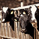Под угрозой срыва введение в строй семи молочно-товарных ферм