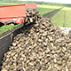 В Беларуси из 102,4 тысячи гектаров сахарная свекла убрана более чем на 96 тысячах