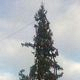 Жители Борисовского района жалуются на елку