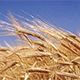Бизнес Арабских Эмиратов не прочь купить в Беларуси землю для выращивания зерна и поставок потом его в ОАЭ