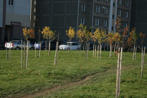 Председатель Брестского горисполкома привлек к посадке деревьев журналистов