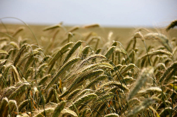 Лукашенко: крупнотоварное производство — основа сельского хозяйства