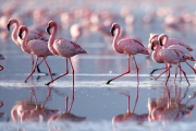 Почему фламинго розового цвета?