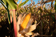 Кукуруза входит в зону риска