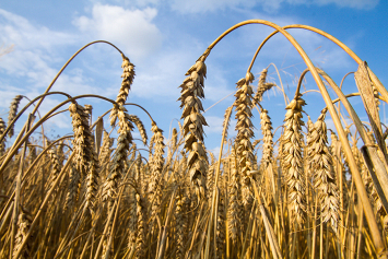 Аграрии планируют собрать в этом году около 7,6 миллиона тонн зерна
