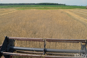 Страна начала массовую уборку зерновых, Браслав готовится отметить ее завершение