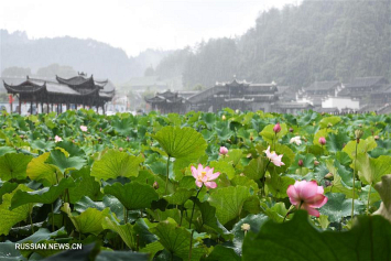 Фоторепортаж. Летнее цветение лотосов в провинции Гуйчжоу