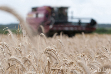 В Минской области уже убрано 26,9% площадей зерновых