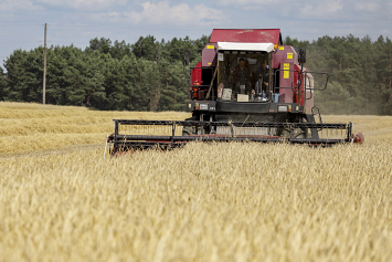В Минской области намолочено более 500 тыс тонн зерна