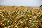 Почвы пшеничного типа для гибридной ржи