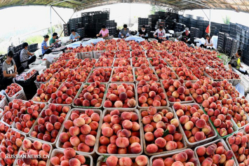 Выращивание персиков способствует экономическому подъему деревень в уезде Лаотин
