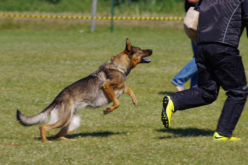 В Германии мигрант покусал полицейского и собаку