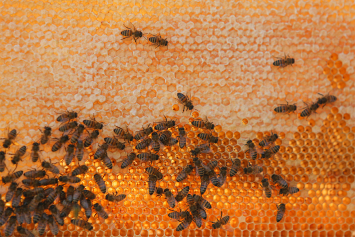 Почему специалисты настаивают на скорейшем принятии полноценного закона о пчеловодстве