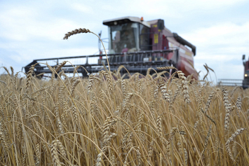 В Беларуси зерновые убраны почти на 80% площадей
