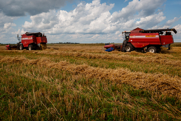 Уборочная в Гомельской области выходит на финишную прямую: зерновые убраны на 80 процентах посевных площадей, намолот составил почти 570 000 тонн
