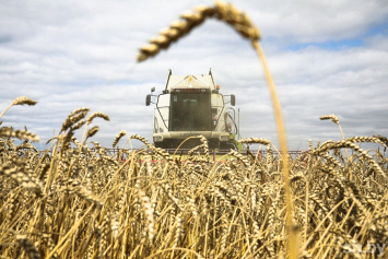 В Беларуси намолотили 5 млн 663 тыс. тонн зерна