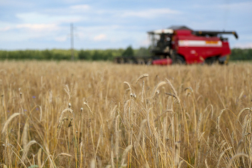 В Беларуси намолотили более шести миллионов тонн зерна