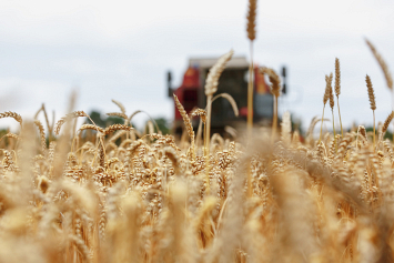 Минсельхозпрод: урожайность зерновых и льнотресты в Беларуси выше прошлогодней