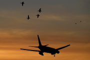 Птицы и самолеты: особенности мирного сосуществования