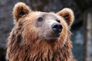 Медведь вышел «в люди»