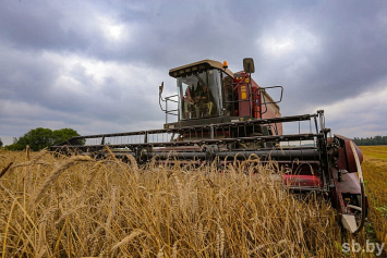 Пять районов Гомельской области завершили уборку зерновых
