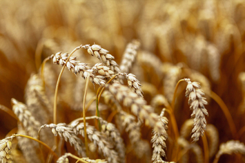 В Беларуси осталось убрать 2,5% площадей зерновых