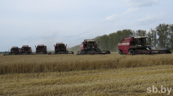 Валовой сбор зерна в Брестской области превысил прошлогодний более чем на 330 тысяч тонн