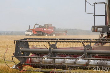 В Беларуси осталось убрать 1,8 процента зерновых