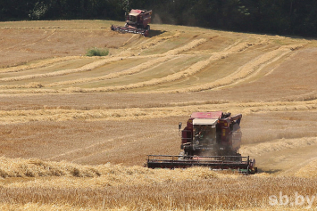В Беларуси зерновые убраны на 98,7% площадей