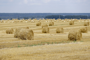 В Беларуси намолотили 6 миллионов 510 тысяч тонн зерна
