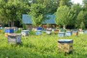 Заместитель министра сельского хозяйства и продовольствия Владимир Гракун: «В любом случае с пчеловодами можно найти общий язык»
