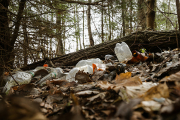 Когда уберут мусор в лесу?
